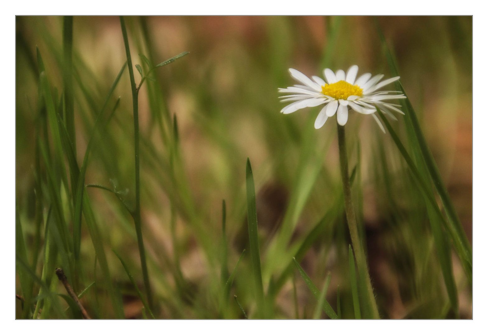 Das Gänseblümchen