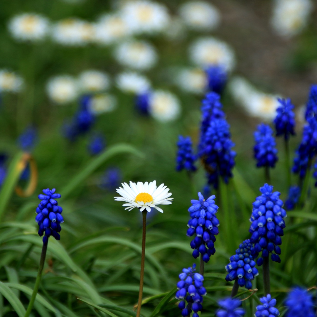 Das Gänseblümchen