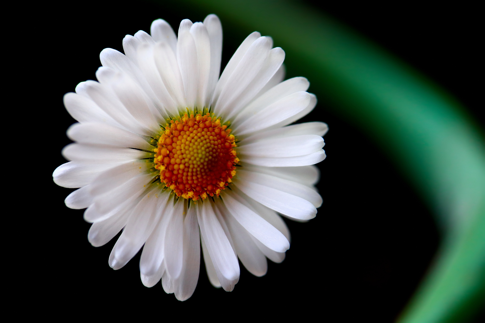 Das Gänseblümchen