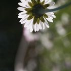 "" Das Gänseblümchen auf der Wiese ""