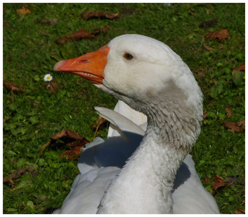 Das Gänseblümchen ...