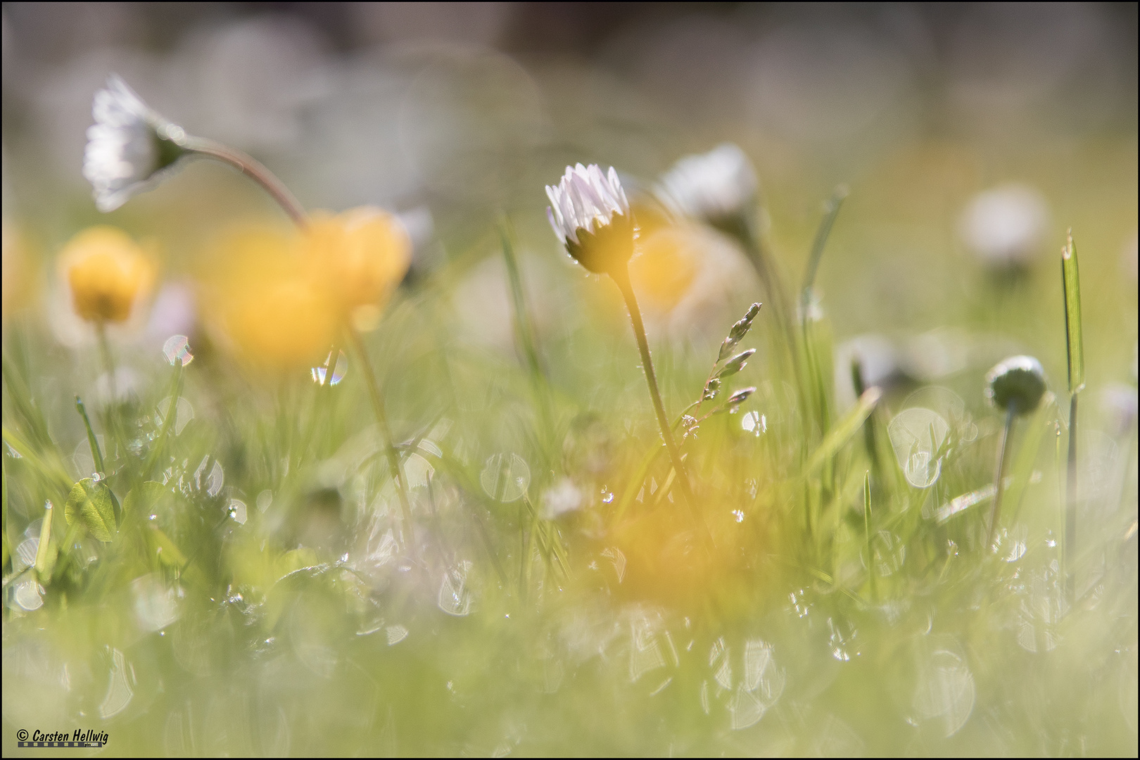 Das Gänseblümchen