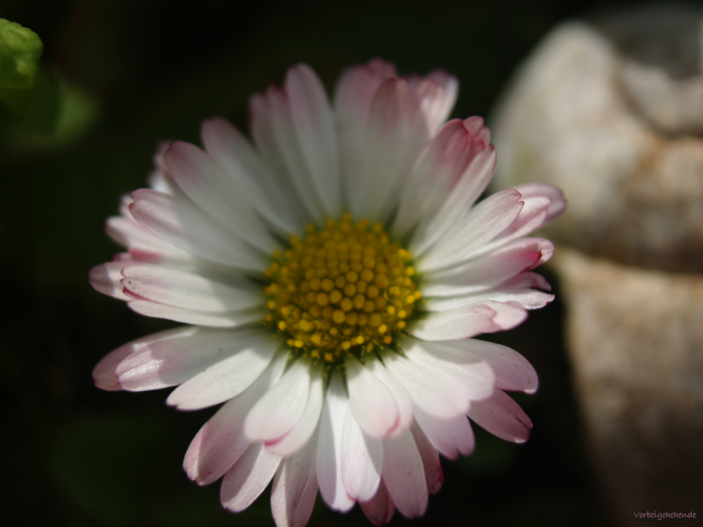 Das Gänseblümchen