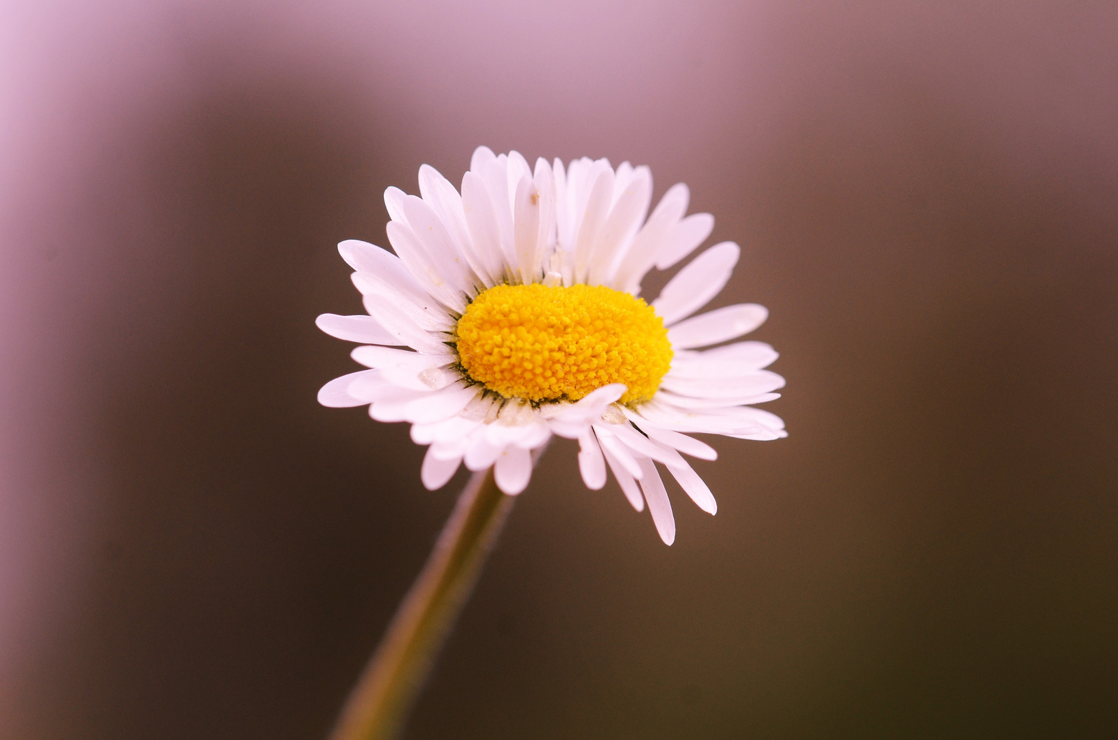 Das Gänseblümchen 