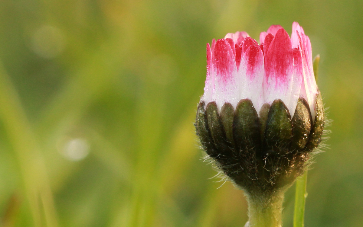 Das Gänseblümchen