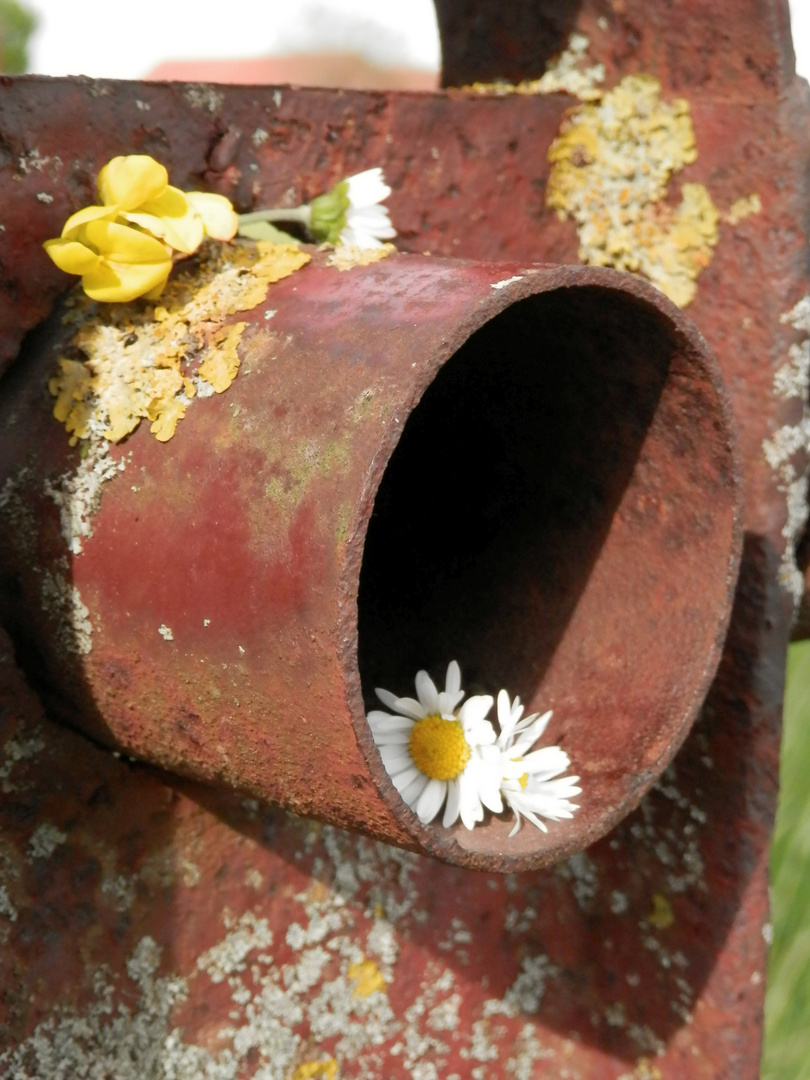 Das Gänseblümchen