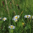 Das Gänseblümchen