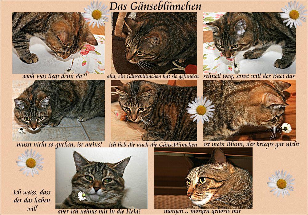 Das Gänseblümchen