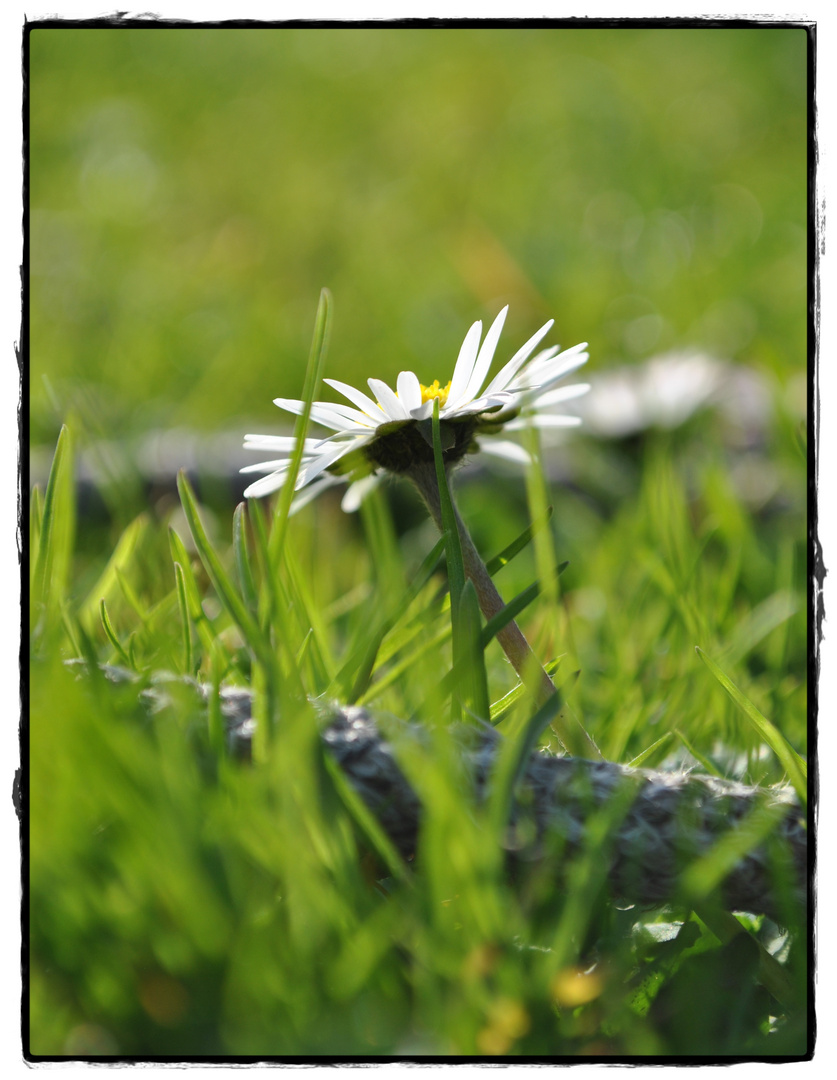 Das Gänseblümchen