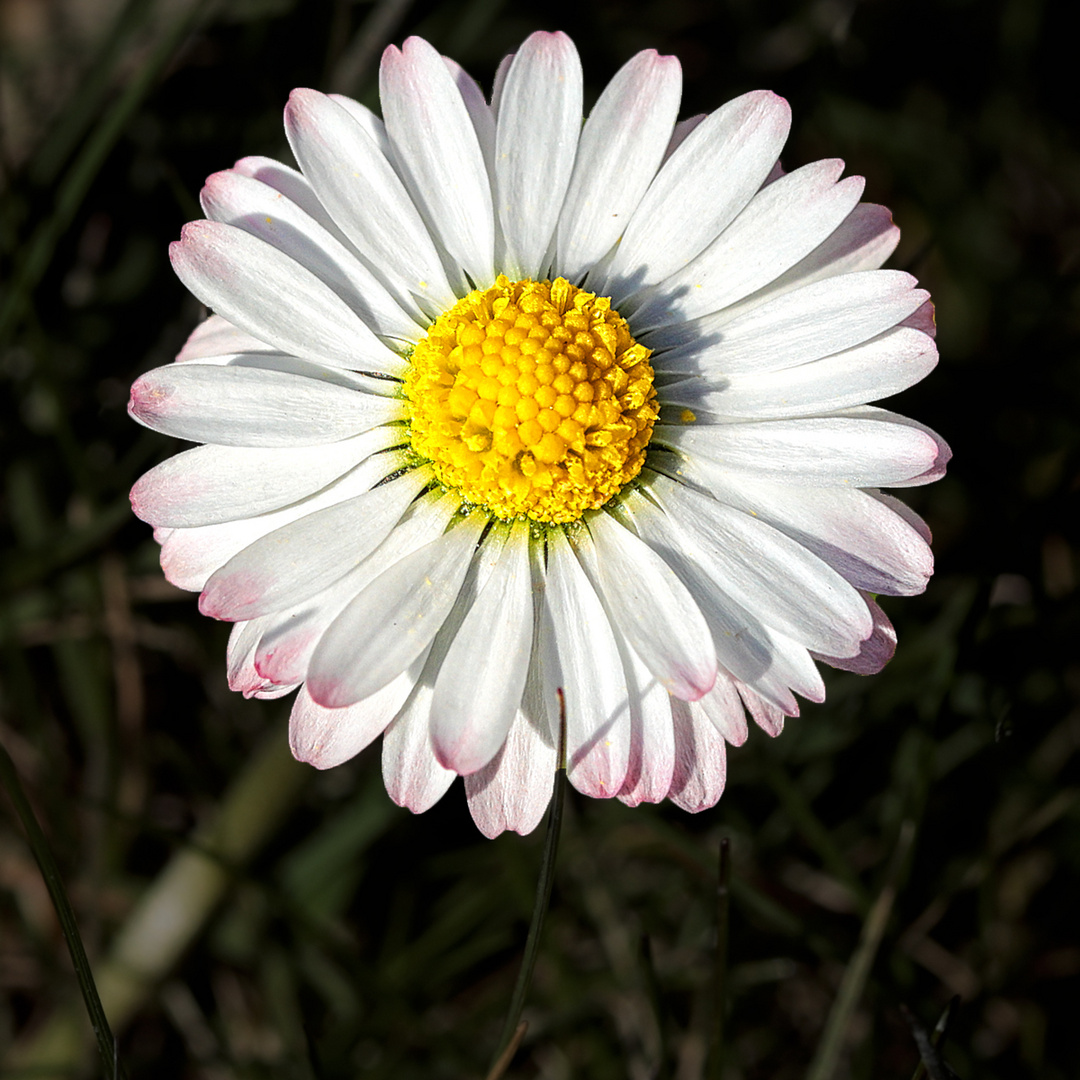 Das Gänseblümchen