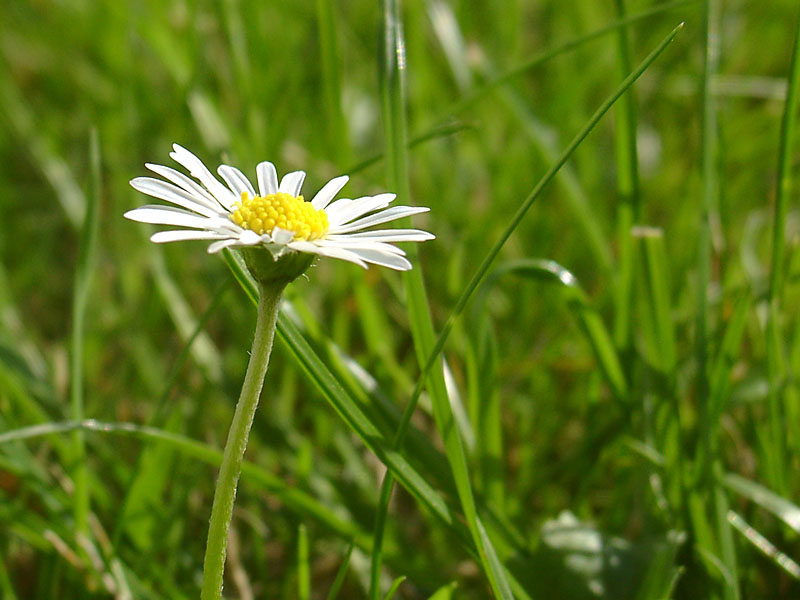 Das Gänseblümchen, einfach aber schön