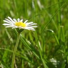 Das Gänseblümchen, einfach aber schön