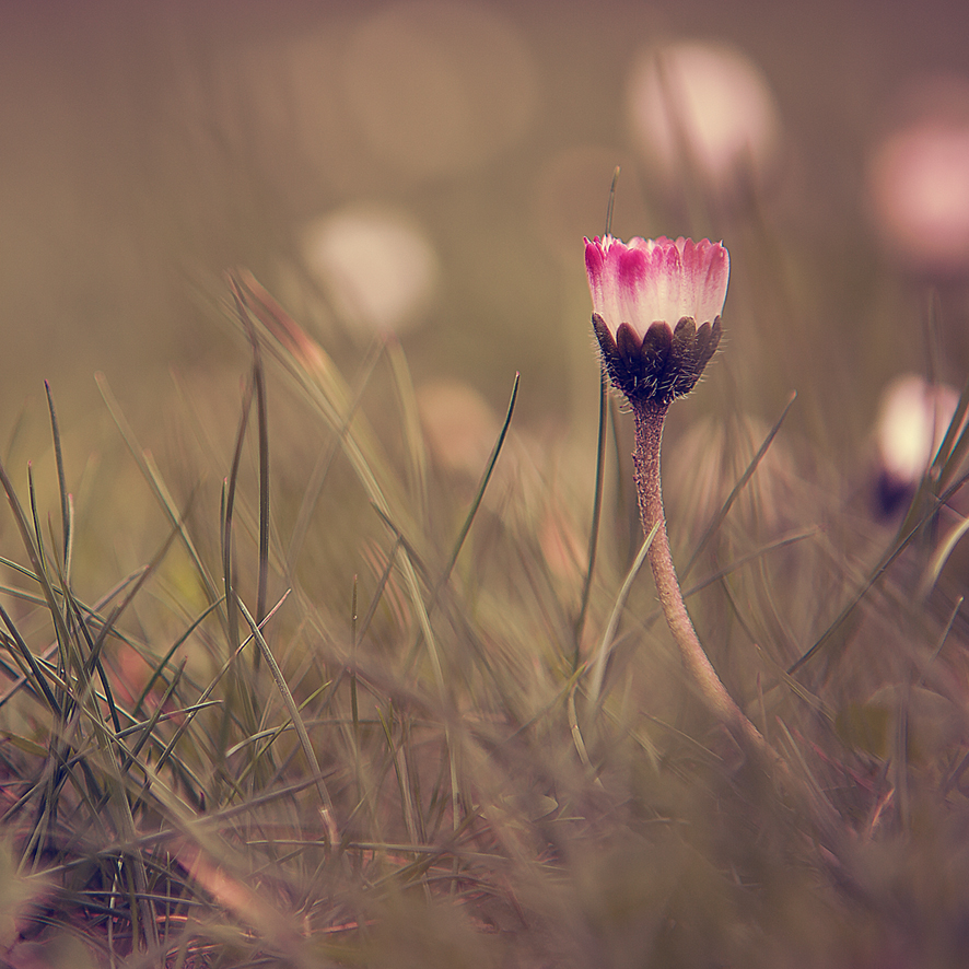 das Gänseblümchen