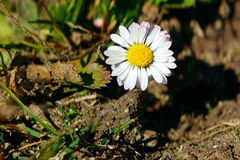 das Gänseblümchen glaubt es wird Frühling