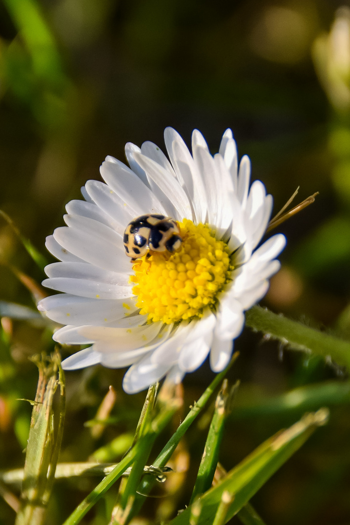 Das Gänseblümchen hat Besuch !!! 