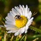 Das Gänseblümchen hat Besuch !!! 