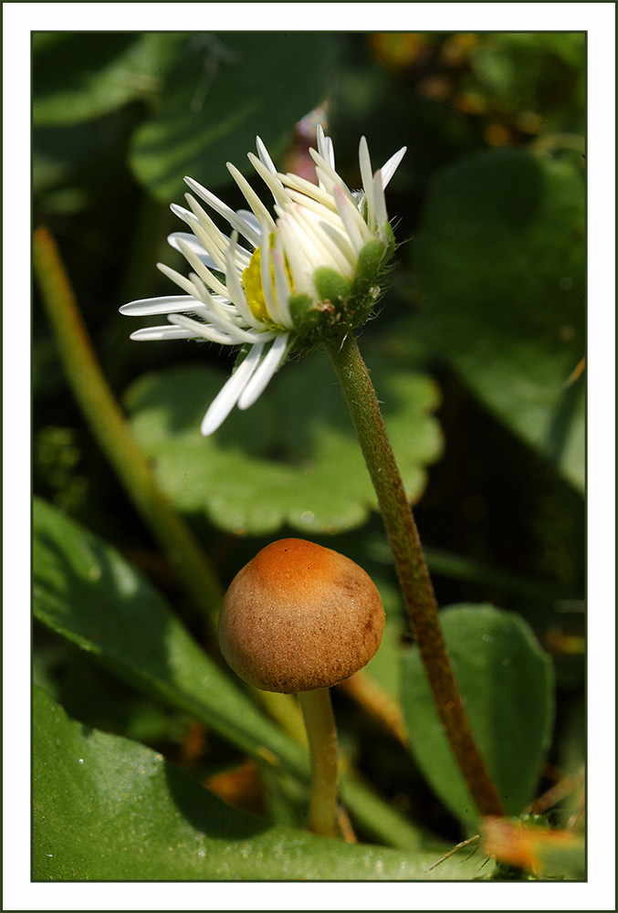 ... das Gänseblümchen spricht mit dem kleinen Pilz von oben herab ...