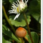 ... das Gänseblümchen spricht mit dem kleinen Pilz von oben herab ...