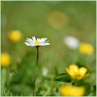 Das Gänseblümchen ( und das gelbe Männlein )