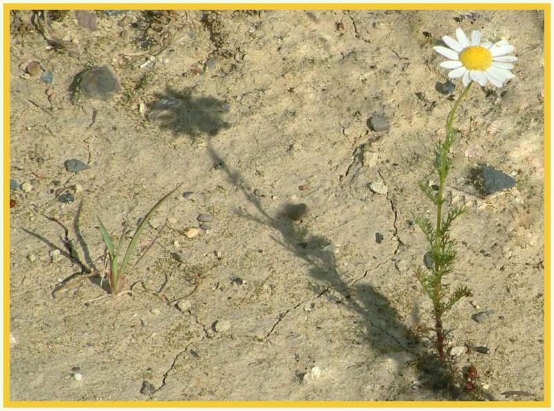 Das Gänseblümchen und die Dürre