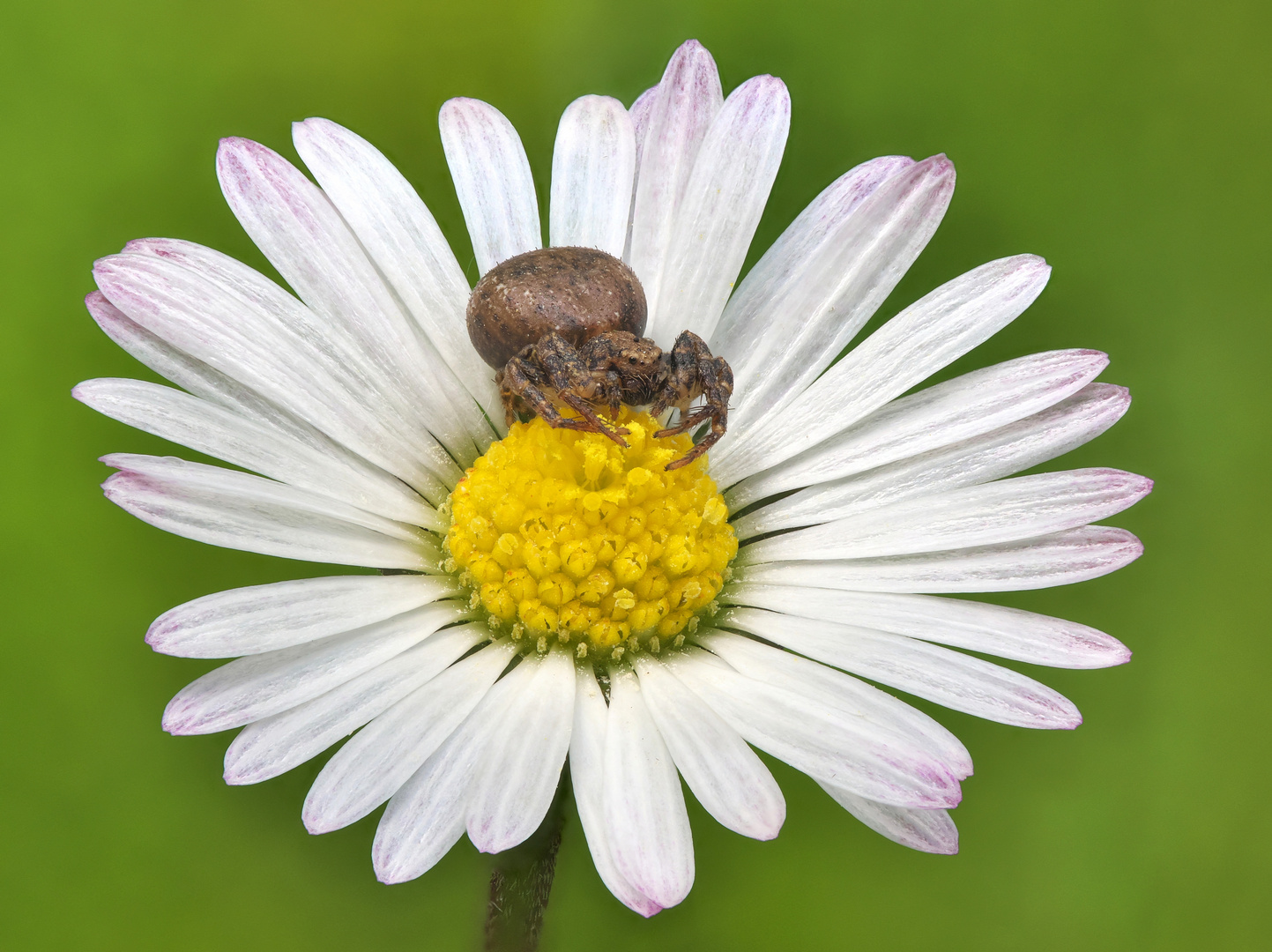 Das Gänseblümchen und die Krabbenspinne