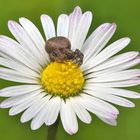 Das Gänseblümchen und die Krabbenspinne