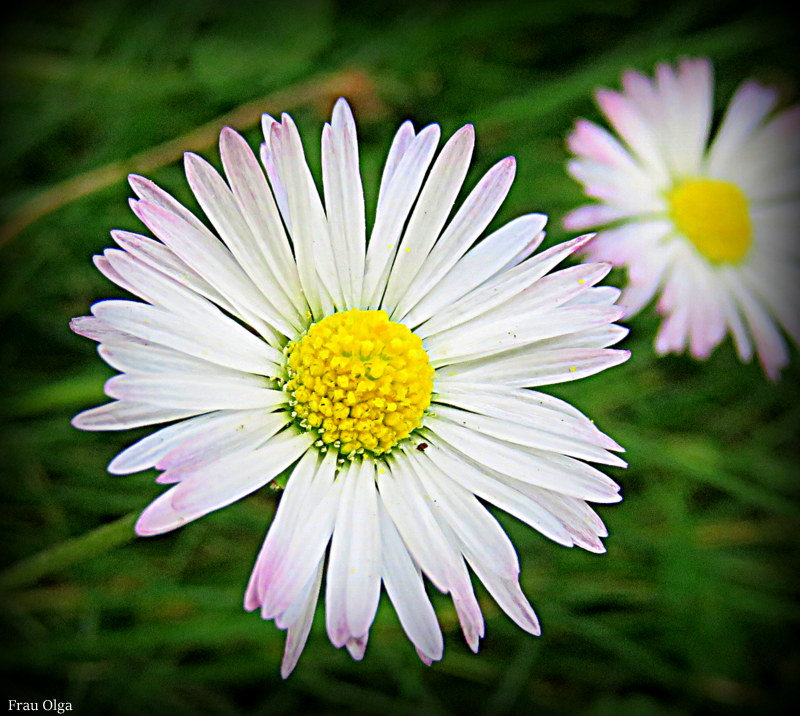 Das Gänseblümchen zart und fein