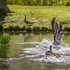 Das Gänsemännchen verteidigt seine Familie!!!