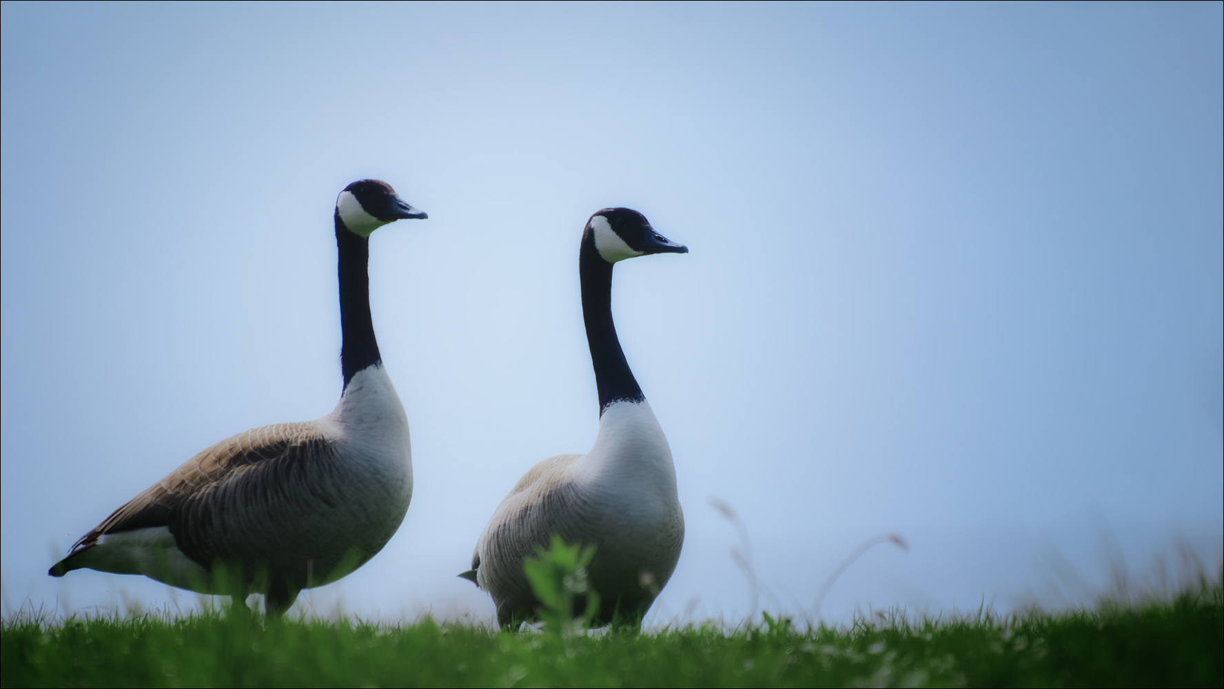 Das Gänsepaar