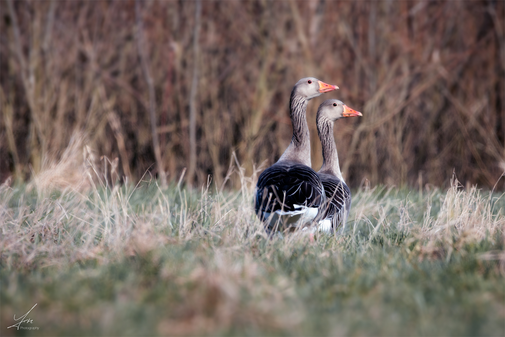 Das Gänsepaar