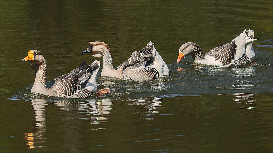 Das Gänsetrio im Gräflichen Park...