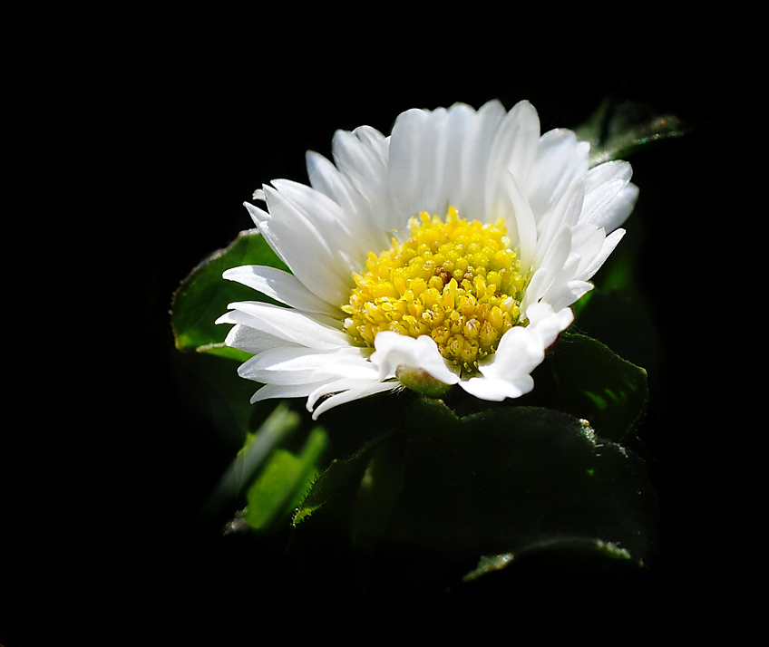 Das Gänzeblümchen