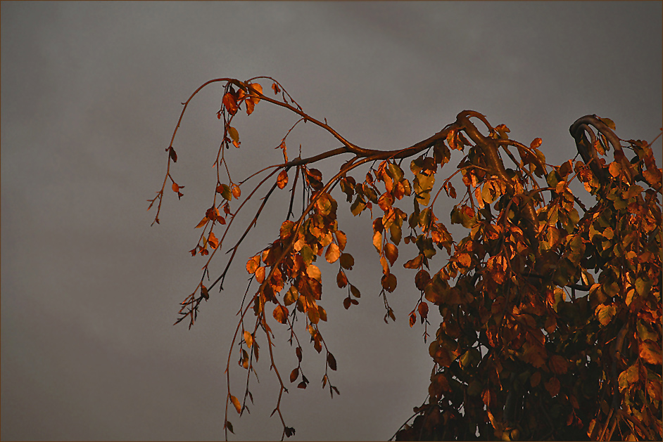 das ganz besondere Licht im Herbst...