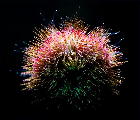 Das ganz kleine Feuerwerk