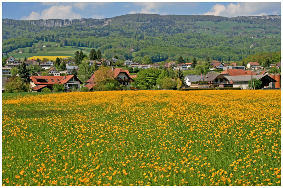 Das ganze Feld mit Hahnenfuss