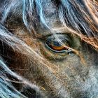 Das ganze Glück der Erde spiegelt sich in den Augen der Pferde.