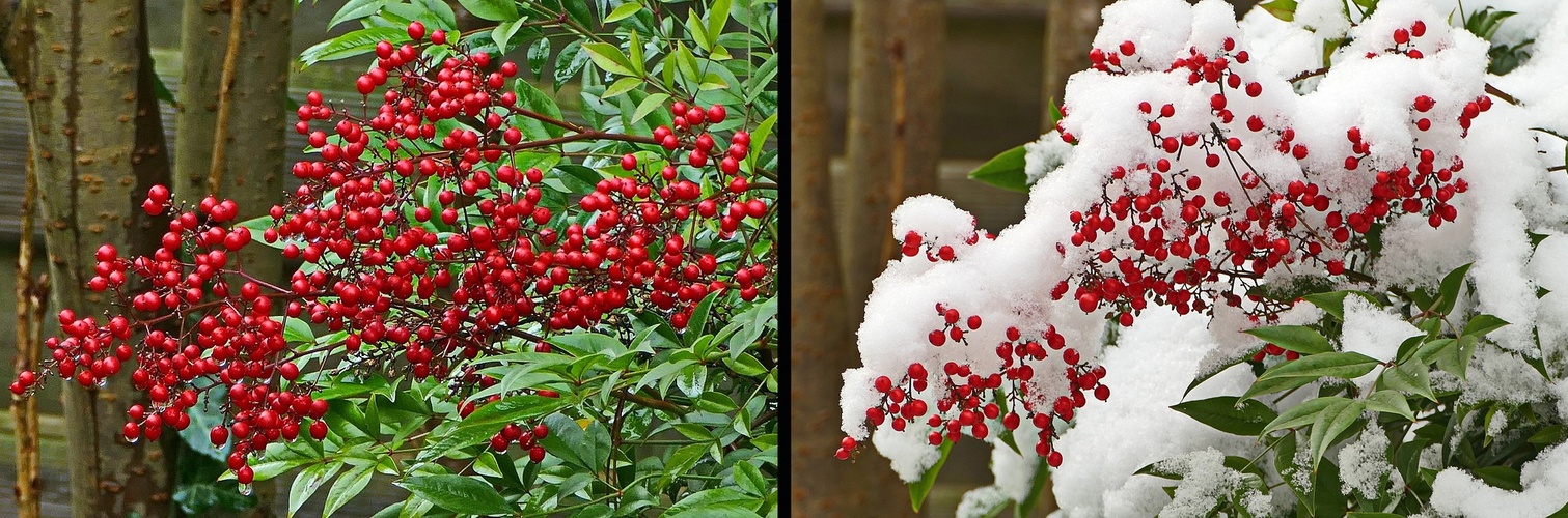 das ganze Jahr rote Beeren