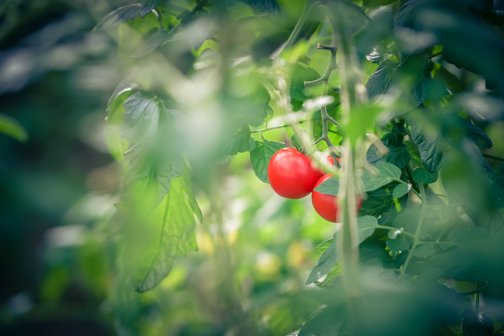 Das ganze Jahr Tomaten