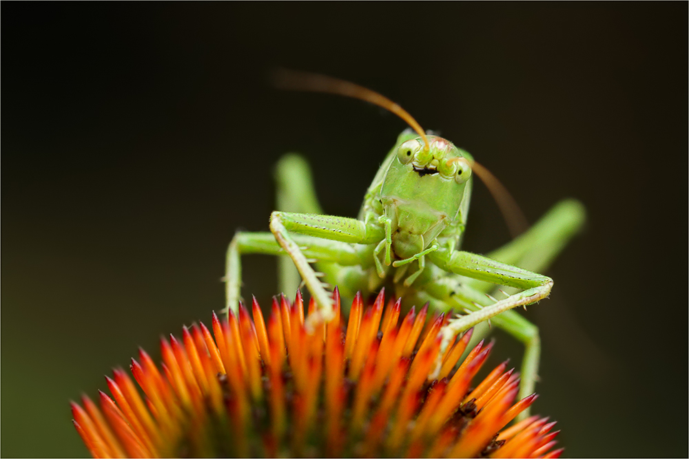 Das Gartenmonster