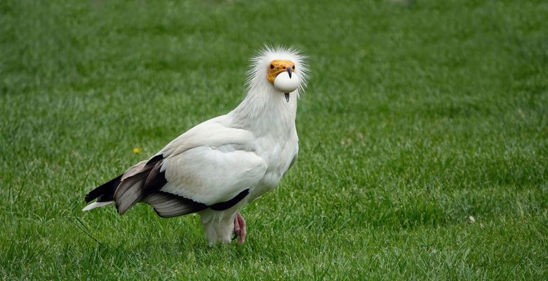 *DAS geb ich nimmer her, MEINS* 