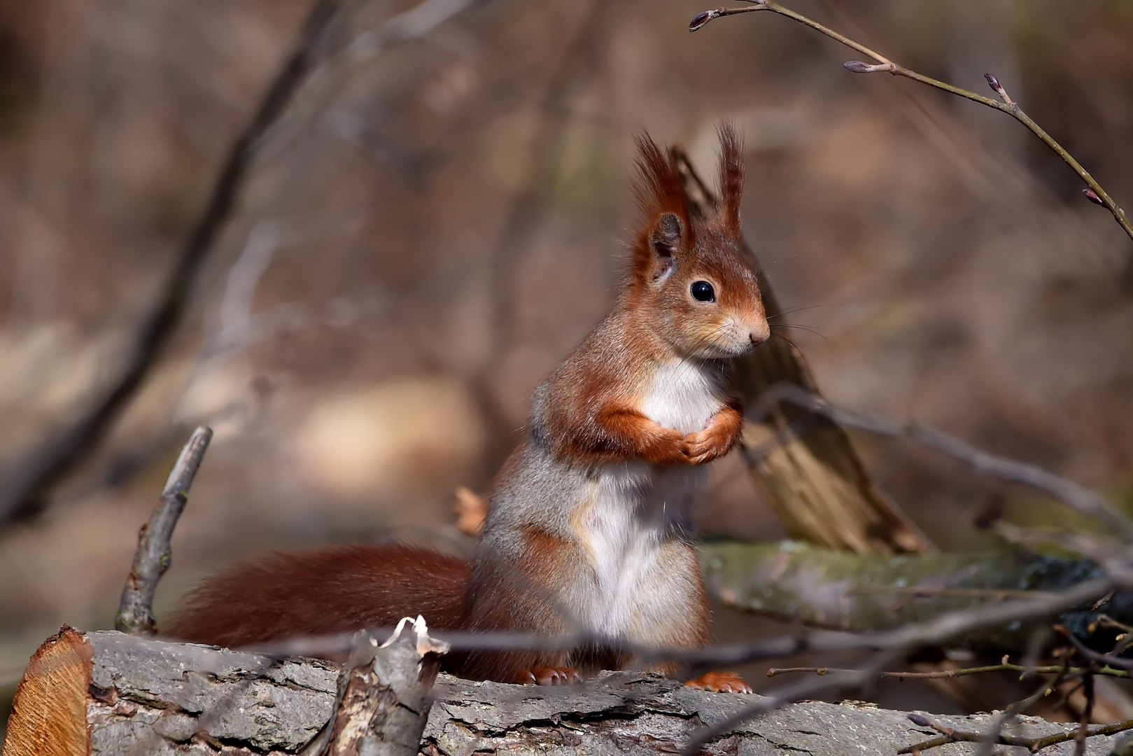 Das Gebet Zum Mittag Foto Bild Tiere Wildlife Saugetiere Bilder Auf Fotocommunity