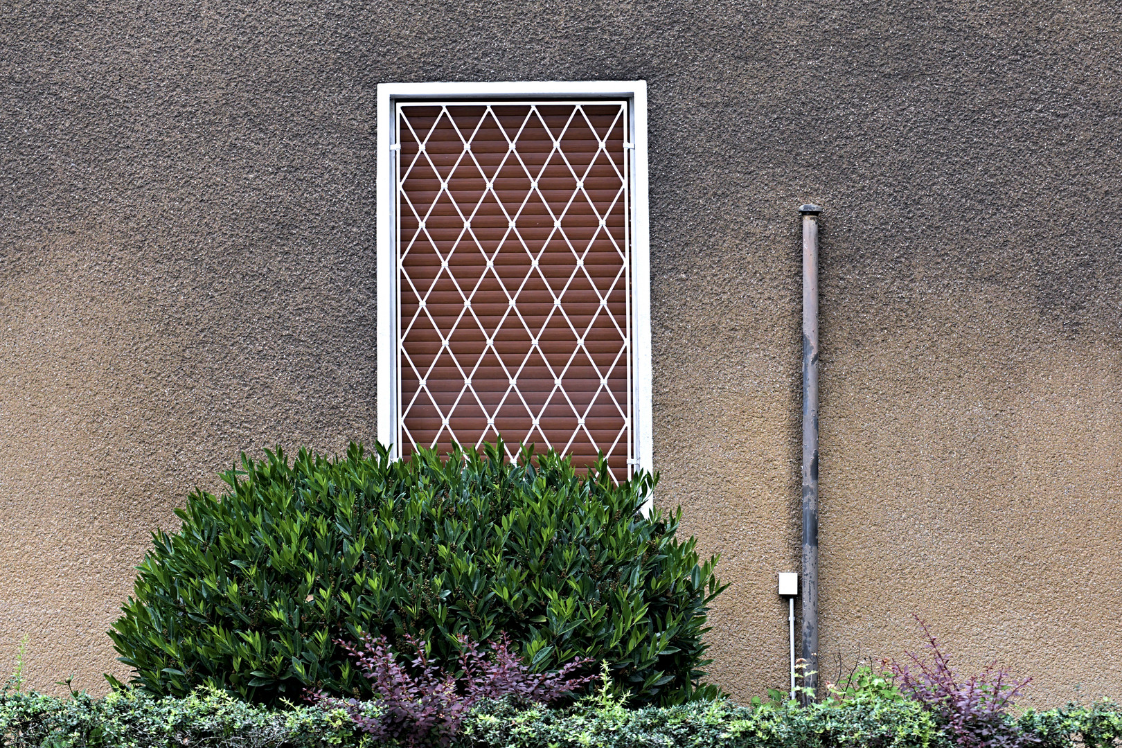 Das Gebüsch am Fenster