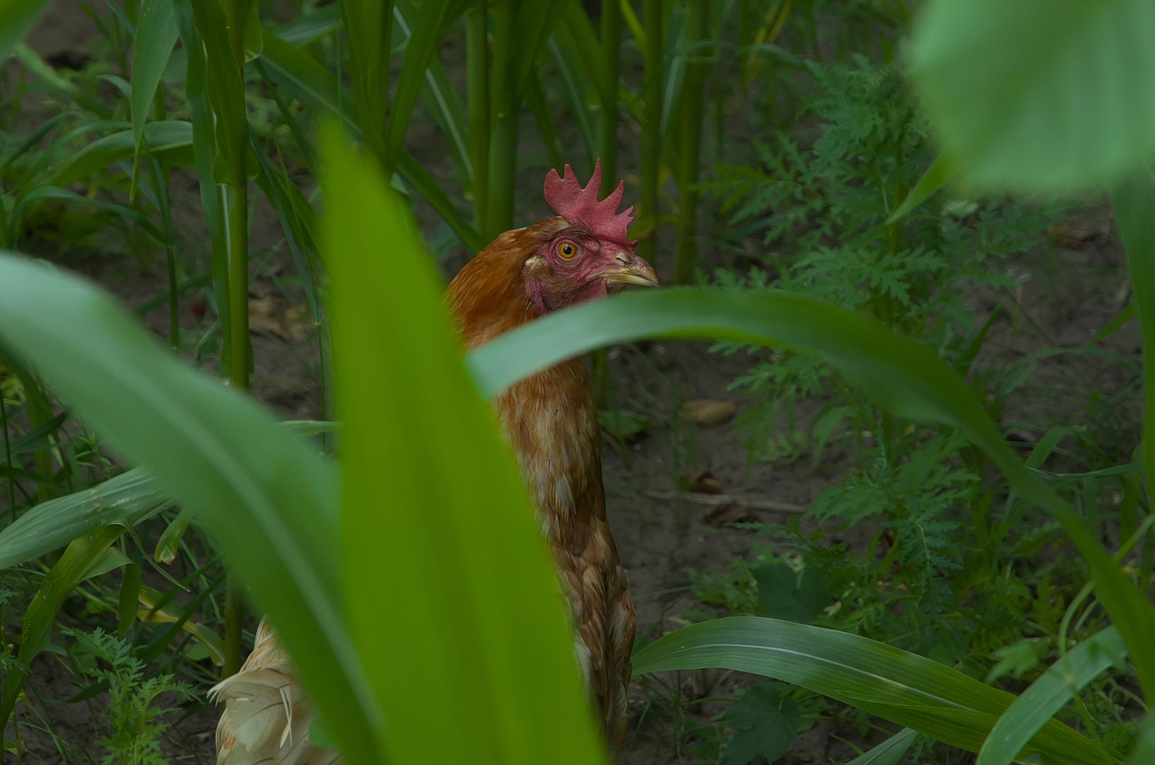 Das Gefährliche Maisfeld- Huhn lauert auf seine Ahnungslose Beute