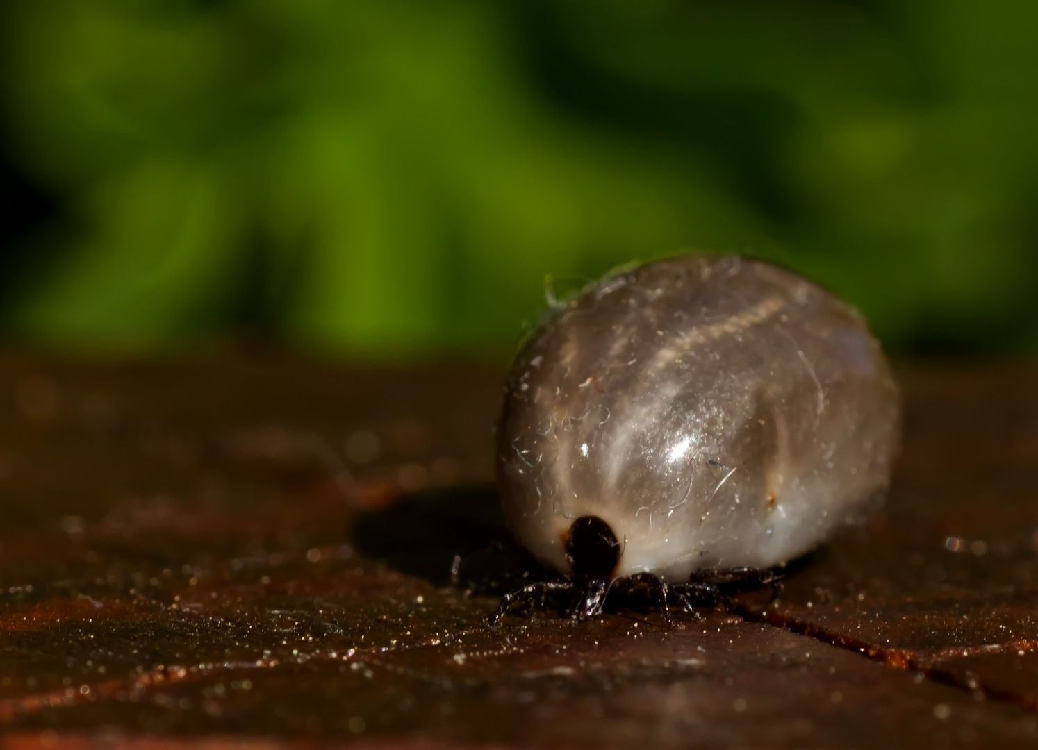 Das Gefahrlichste Tier Der Welt Foto Bild Tiere Wildlife Spinnen Bilder Auf Fotocommunity