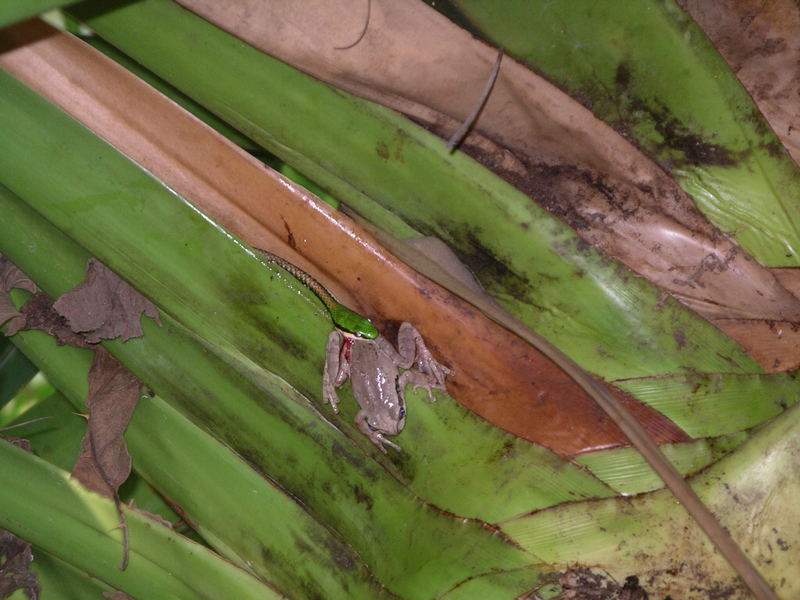 das Gefecht mit der Slange (1) "Costa Rica"