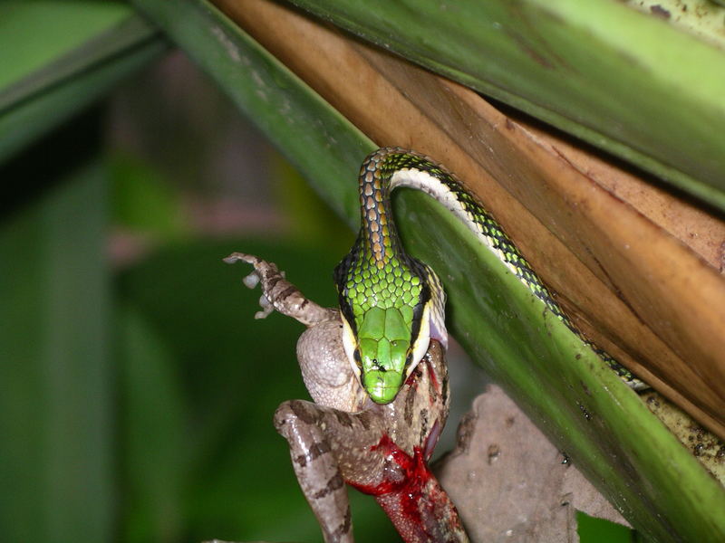 das Gefecht mit der Slange (3) "Costa Rica"