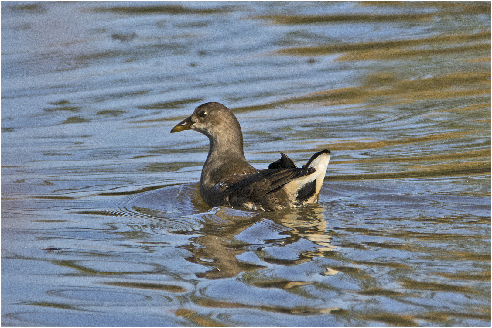 Das Gefieder des jungen Teichhuhns (Gallinula chloropus) . . .