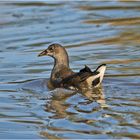 Das Gefieder des jungen Teichhuhns (Gallinula chloropus) . . .