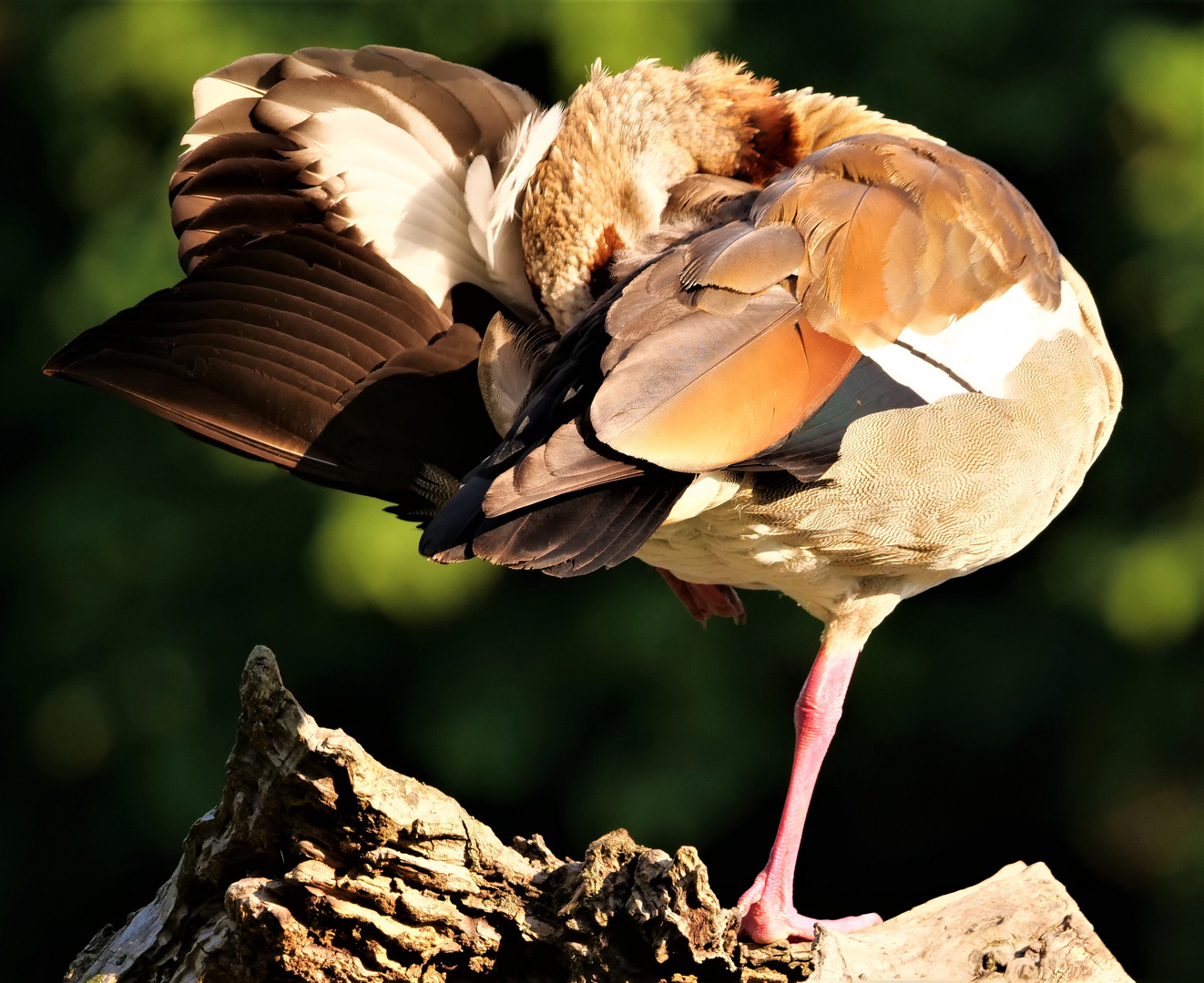 Das Gefieder einer Nilgans. (Federkleid)