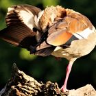 Das Gefieder einer Nilgans. (Federkleid)